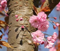 Prunus serrulata 'Kanzan'