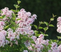 Syringa Joseé