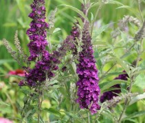 Vlinderstruik 'Black Knight' bloemen