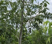 Carya illinoinensis 'Western Schley' - Pecannoot  'Western Schley' - 2