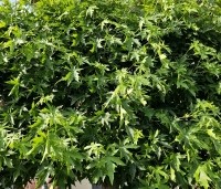 Liquidambar styraciflua 'Worplesdon' - Amberboom - 4