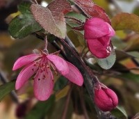Malus toringo 'Freja' - Sierappel 'Freja'  - 5 april