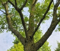 Pterocarya fraxinifolia - Vleugelnoot - 4