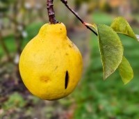 Pseudocydonia sinensis - Chinese kweepeer - 7