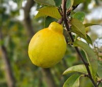 Pseudocydonia sinensis - Chinese kweepeer - 6