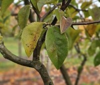 Pseudocydonia sinensis - Chinese kweepeer - 4