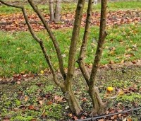 Pseudocydonia sinensis - Chinese kweepeer - 5