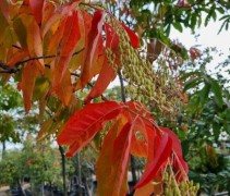 Oxydendrum arboreum