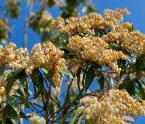 Pieris japonica 'Forest Flame'