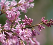 Syringa 'Josikaea'