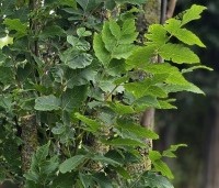 Koelreuteria paniculata 'Fastigiata' - Chinese Vernisboom zuilvorm - 2