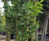 Koelreuteria paniculata 'Fastigiata' - Chinese Vernisboom zuilvorm - 3