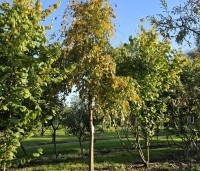 Carpinus betulus 'Pendula' - Treur haagbeuk - 4