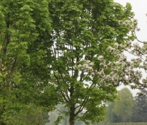 Acer platanoïdes Columnare een slank opgaande esdoorn