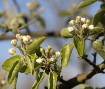 Pyrus communis bloesem