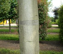 Stam Quercus rubra
