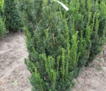 Taxus media 'Hillii'
