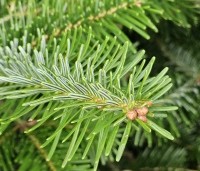 Abies nordmanniana - Nordmanspar - 3