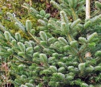 Abies nordmanniana - Nordmanspar - 2