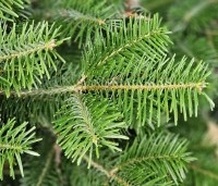 Abies nordmanniana - Nordmanspar - 1