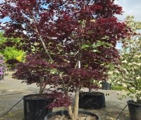 Acer palmatum 'Bloodgood' - Japanse esdoorn - 1