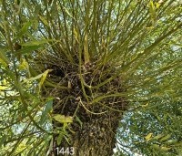 Salix alba - Schietwilg - 3