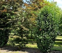 Prunus laurocerasus 'Genolia' - Laurierkers 'Genolia' - 1