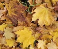 Acer platanoides - Noorse Esdoorn - 9
