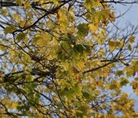 Acer platanoides - Noorse Esdoorn - 10