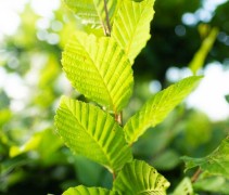 Carpinus betulus / Haagbeuk blad