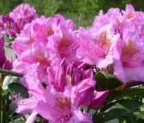 Rhododendron Delta bloem