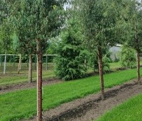 Prunus serrula - Tibetaanse Sierkers - Afbeelding 3