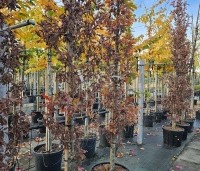 Quercus x bimundorum 'Crimschmidt' - Eik 'Crimschmidt' - 4