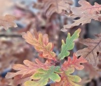 Quercus x bimundorum 'Crimschmidt' - Eik 'Crimschmidt' - 2