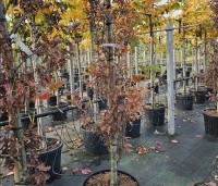 Quercus x bimundorum 'Crimschmidt' - Eik 'Crimschmidt' - 3