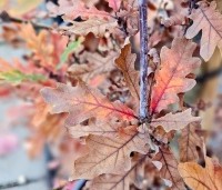 Quercus x bimundorum 'Crimschmidt' - Eik 'Crimschmidt' - 1