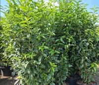 Prunus laurocerasus 'Genolia' - Laurierkers 'Genolia' - 6