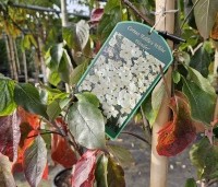 Cornus 'Eddie's White Wonder' - Grootbloemige kornoelje - 1
