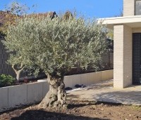 Olea europea - Olijfboom - aangeplant door Ten Hoven Bomen.  Locatie Köln 2025