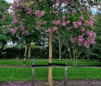 Lagerstroemia indica 'Rosea' - Indische sering - 1