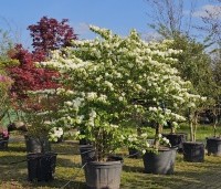 Viburnum plicatum 'Popcorn' - Japanse Sneeuwbal 'Popcorn' - 2