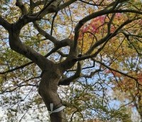 Acer palmatum 'Dissectum' - Japanse esdoorn 'Dissectum' - 1