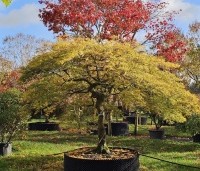 Acer palmatum 'Dissectum' - Japanse esdoorn 'Dissectum' - herfstkleuren