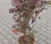 Acer palmatum 'Atropurpureum' - Japanse Esdoorn 'Atropurpureum' - 1