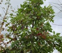 Quercus palustris - Moeraseik - 1