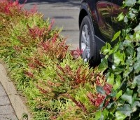 Nandina domestica 'Obsessed' - Hemelse bamboe 'Obsessed' - 1