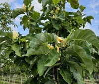 Magnolia x Brooklynensis 'Yellow Bird' - Magnolia 'Yellow Bird' - 2