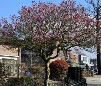Magnolia 'Susan' - Beverboom - 3