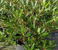 Rhododendron ponticum - Wilde rhododendron - kwekerij THB voorraad