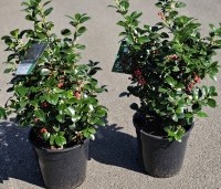 Ilex meserveae 'Heckenfee' - Hulst 'Heckenfee' - 2
